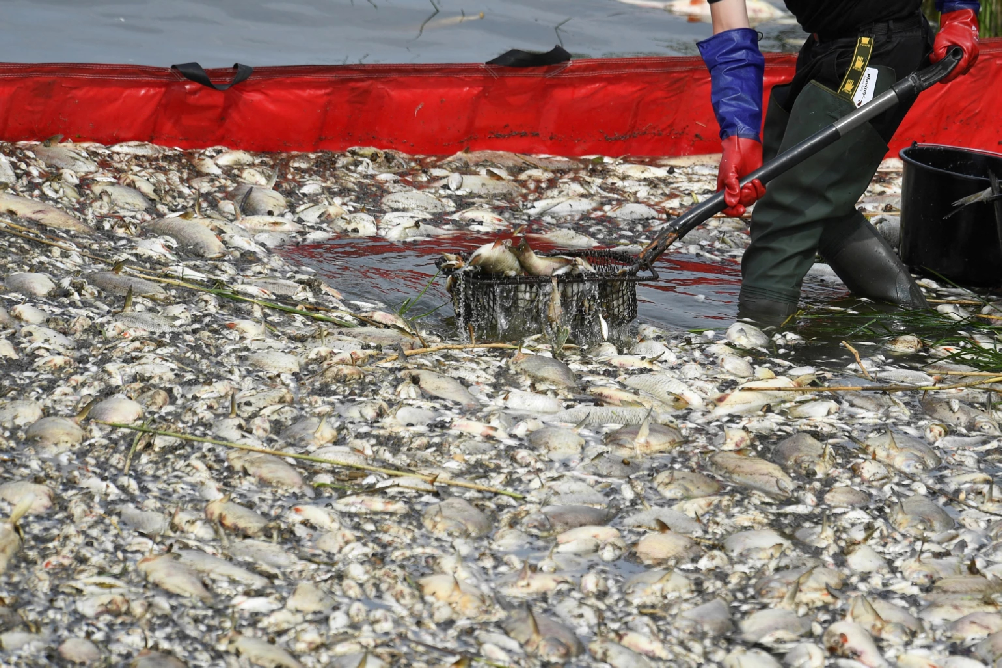 Poland says Oder tests so far not showing poison as cause of fish die-off