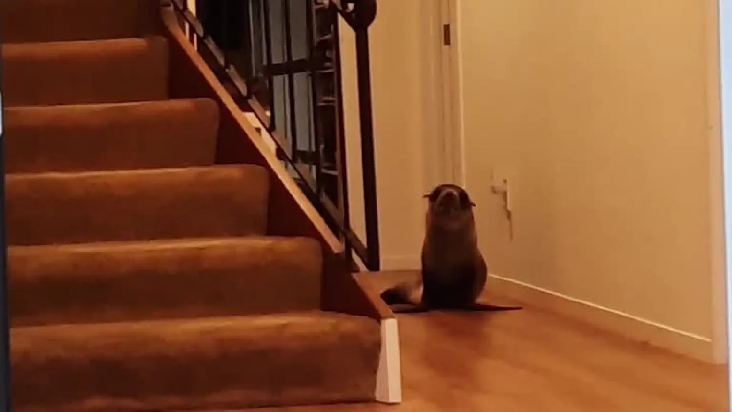 Seal breaks into New Zealand house, scaring away family cat Seal breaks into New Zealand house, scaring away family cat