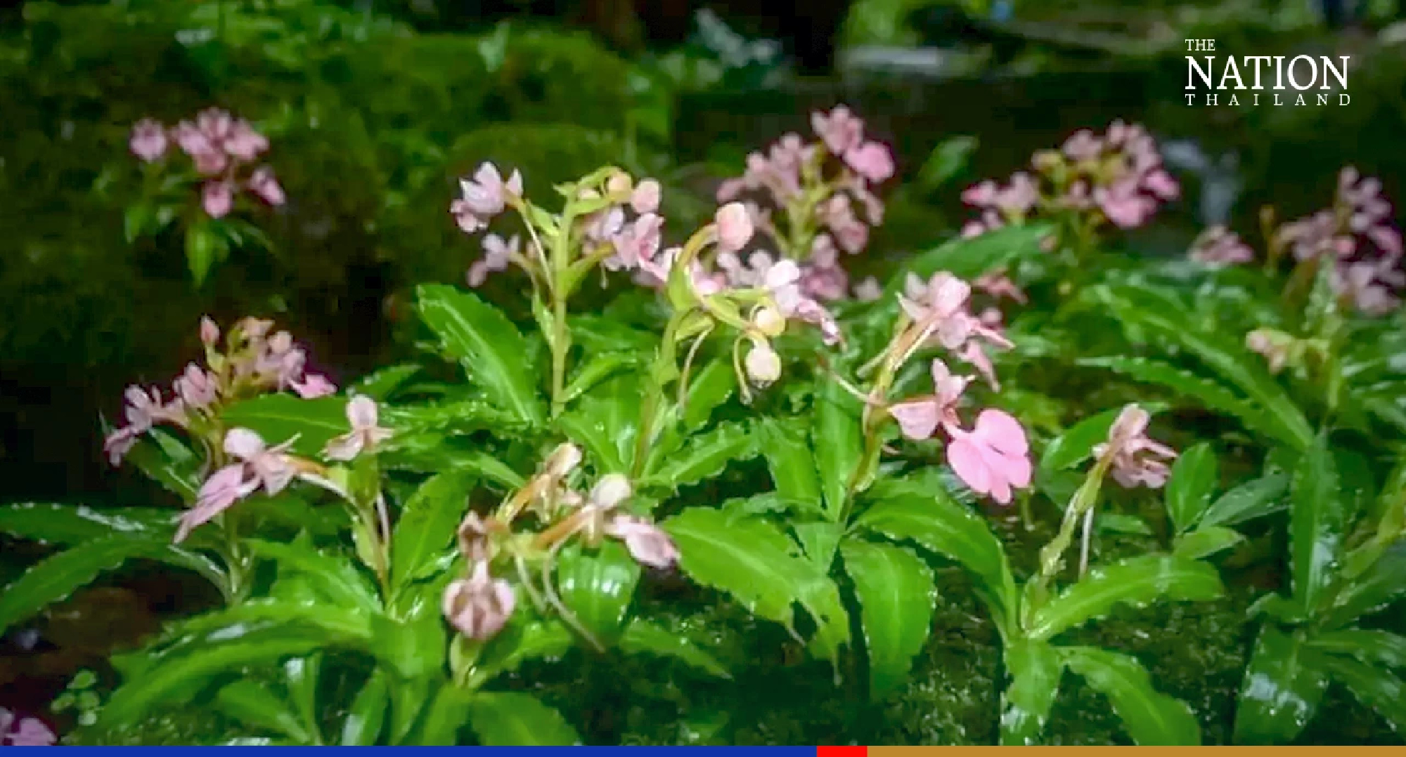 Rare orchids in full bloom at Phitsanulok waterfall