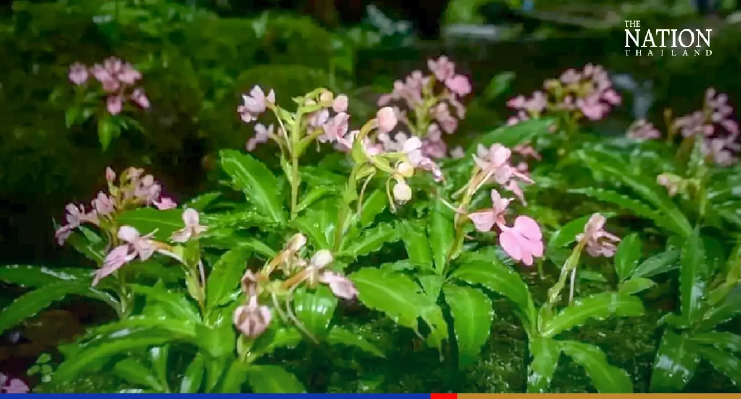 Rare orchids in full bloom at Phitsanulok waterfall