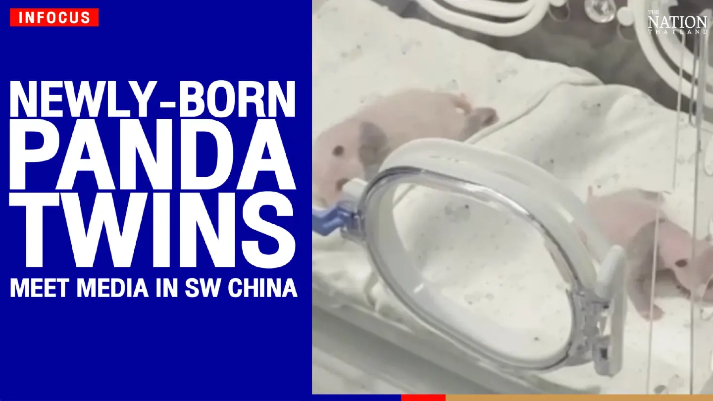 Newly-born panda twins meet media in SW China | The Nation