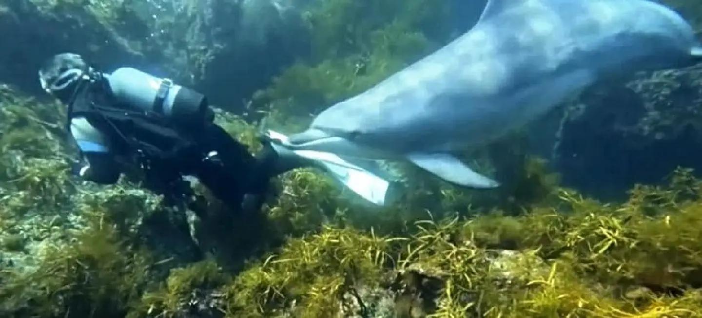 Beach-goers in Japan warned of biting dolphin