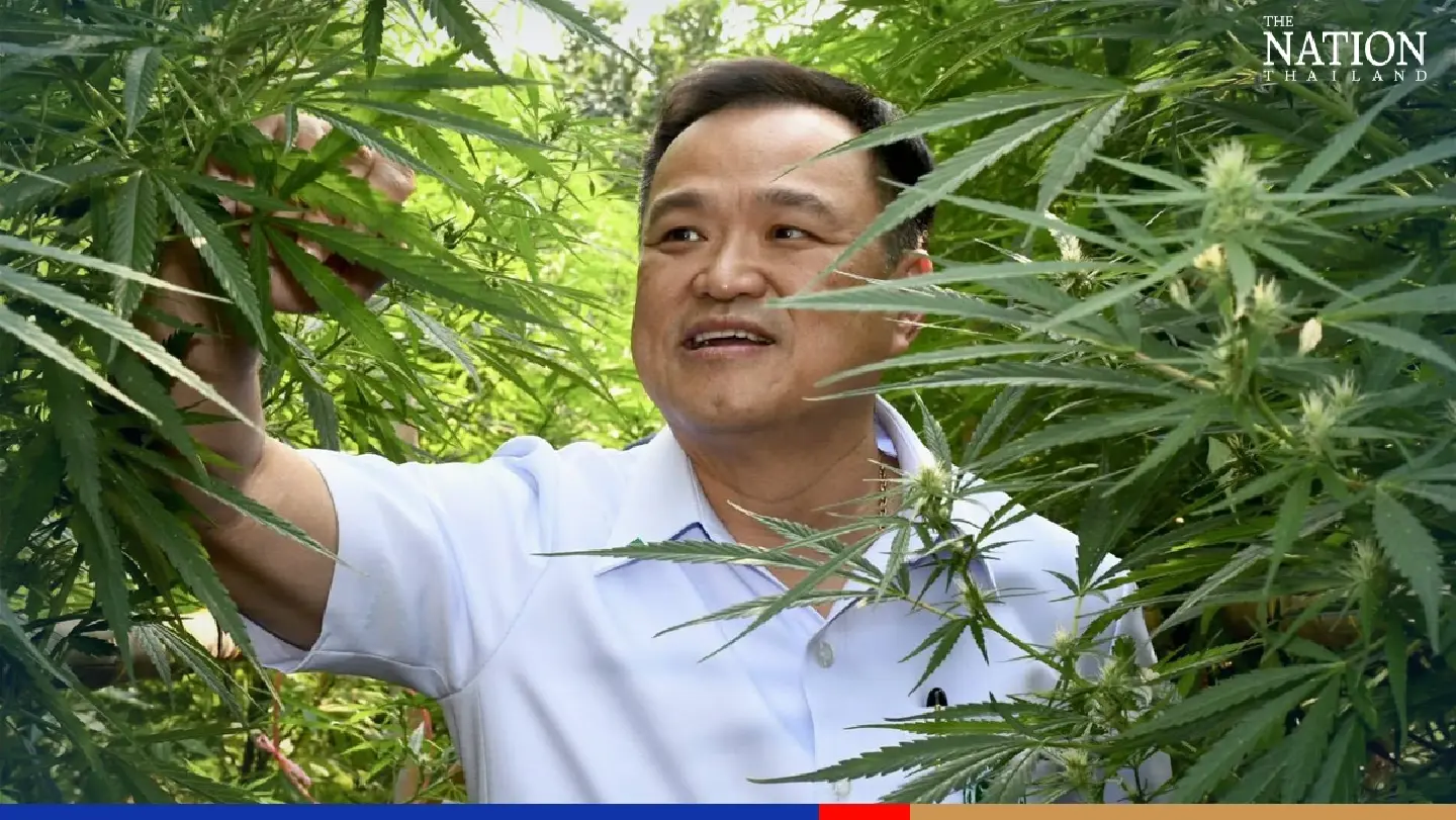 Anutin to present success in ganja decriminalisation at Apec health meeting Anutin to present success in ganja decriminalisation at Apec health meeting