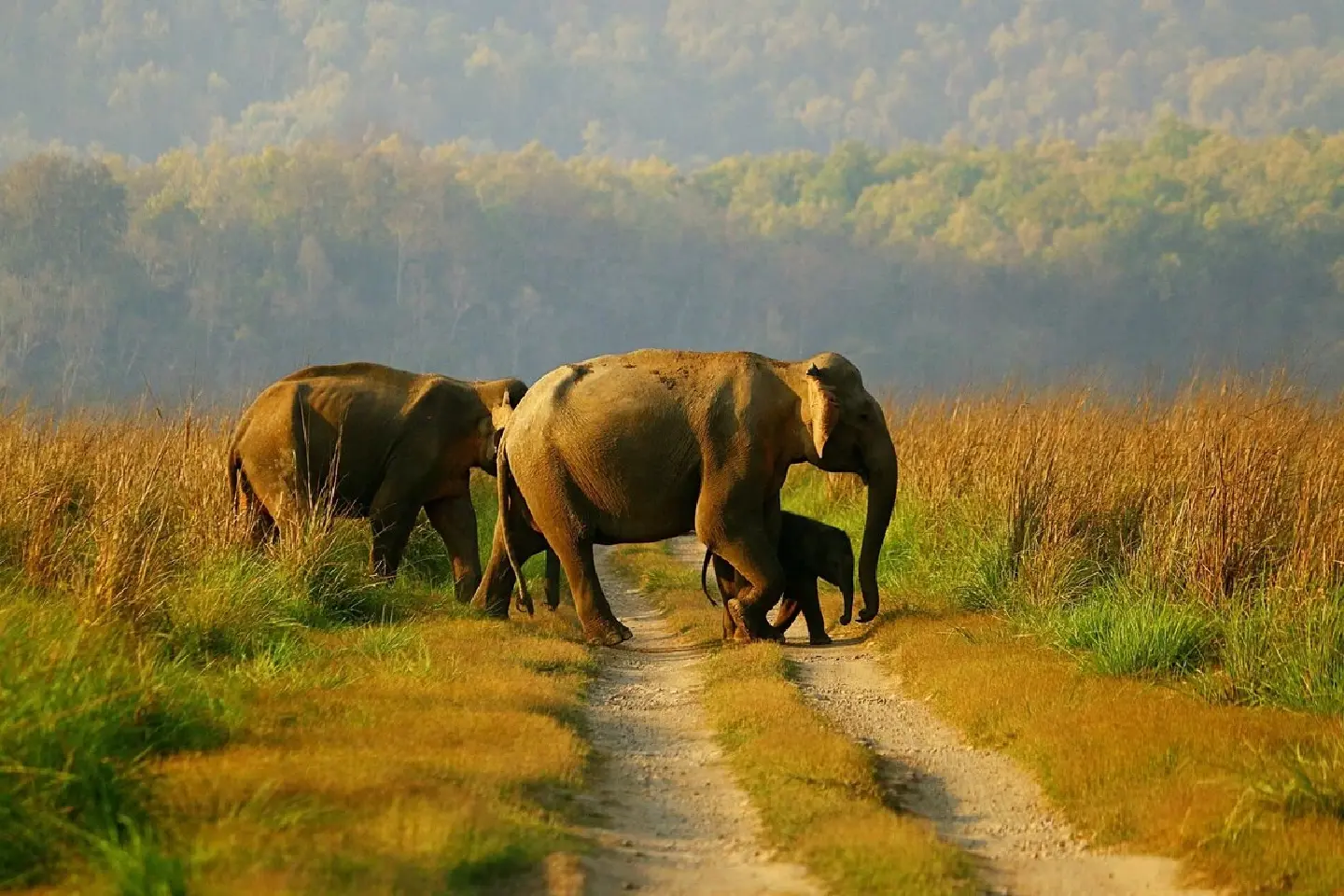 [India] 500 tusker deaths annually points to man-animal conflict