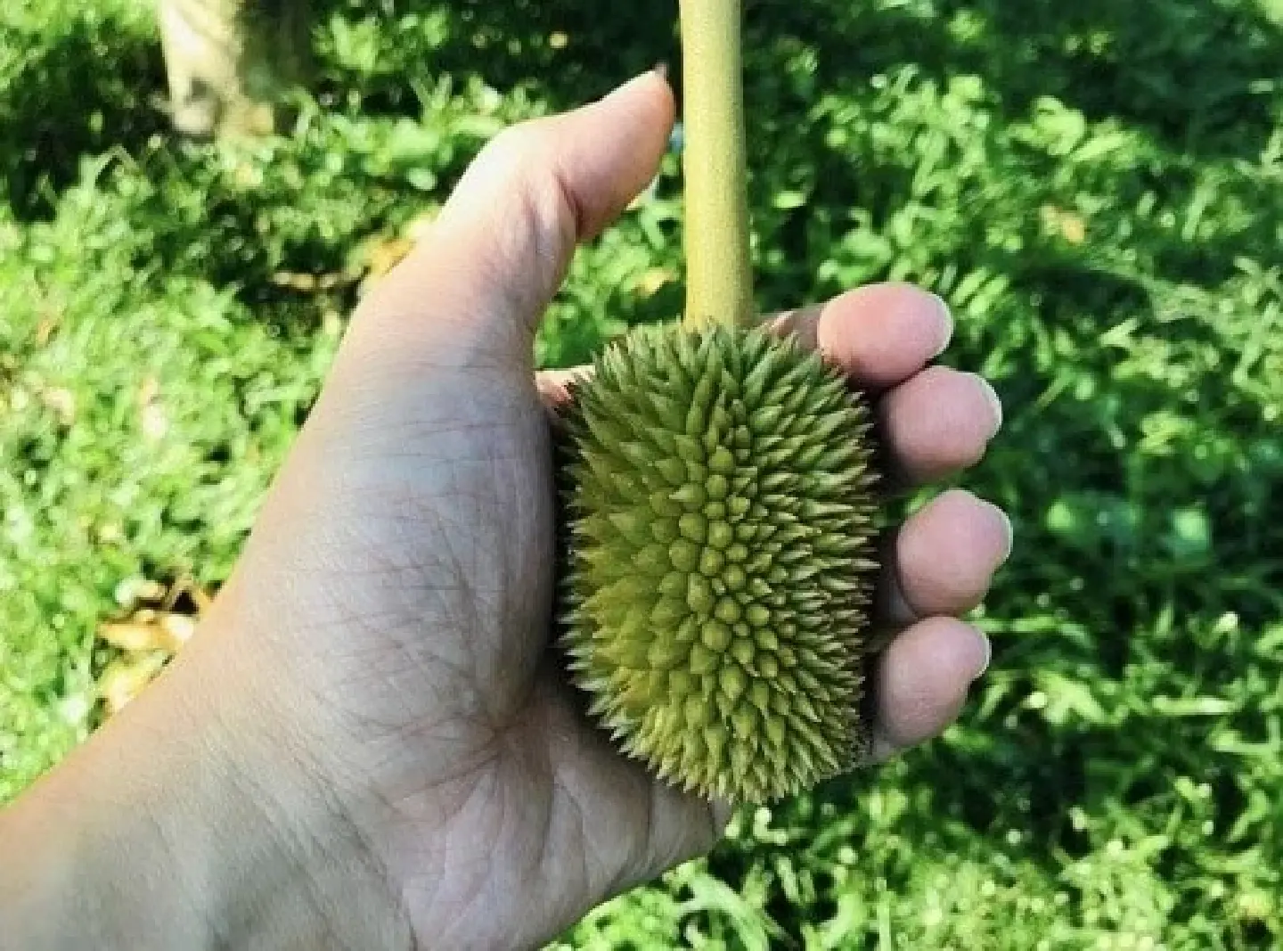 Anti-Oxidant Extracts from Young Durians at the Trimming Period Anti-Oxidant Extracts from Young Durians at the Trimming Period