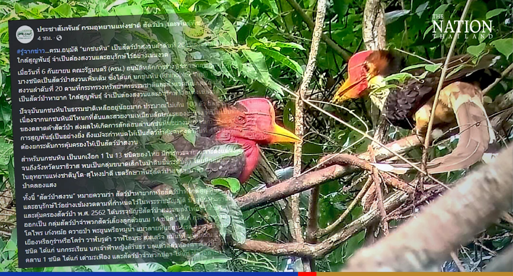 Endangered helmeted hornbill now a reserved wildlife species