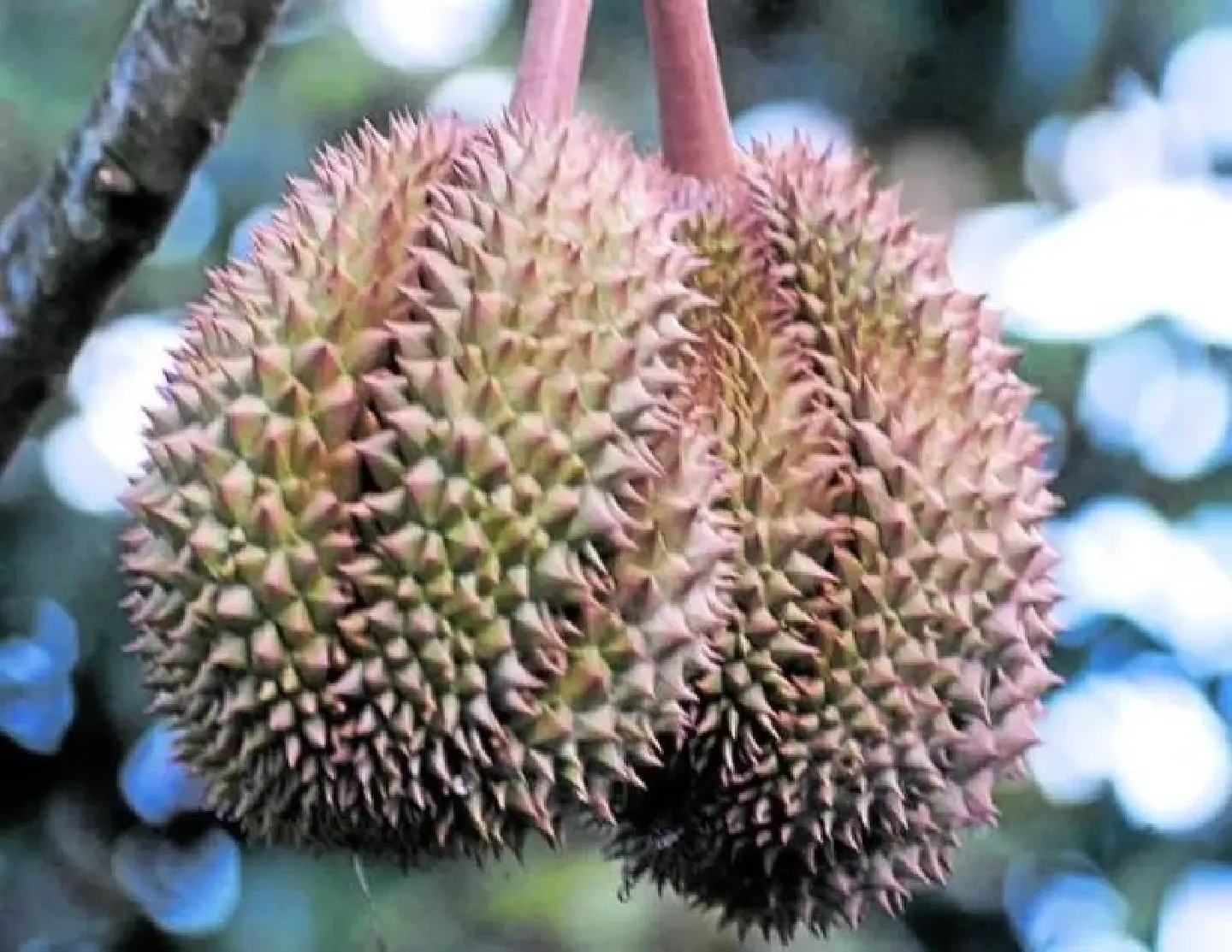 Smell of success: PH durian soon exported to China