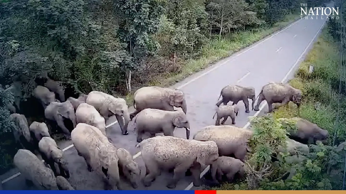Marching elephants bring vehicles to a standstill near sanctuary in Chachoengsao Marching elephants bring vehicles to a standstill near sanctuary in Chachoengsao