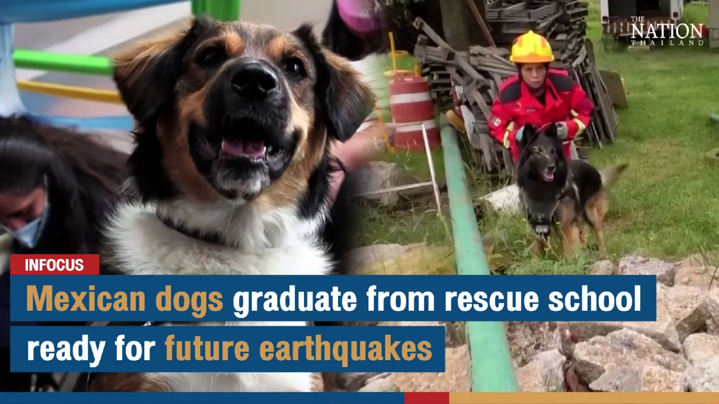 Mexican dogs graduate from rescue school, ready for future earthquakes | The Nation