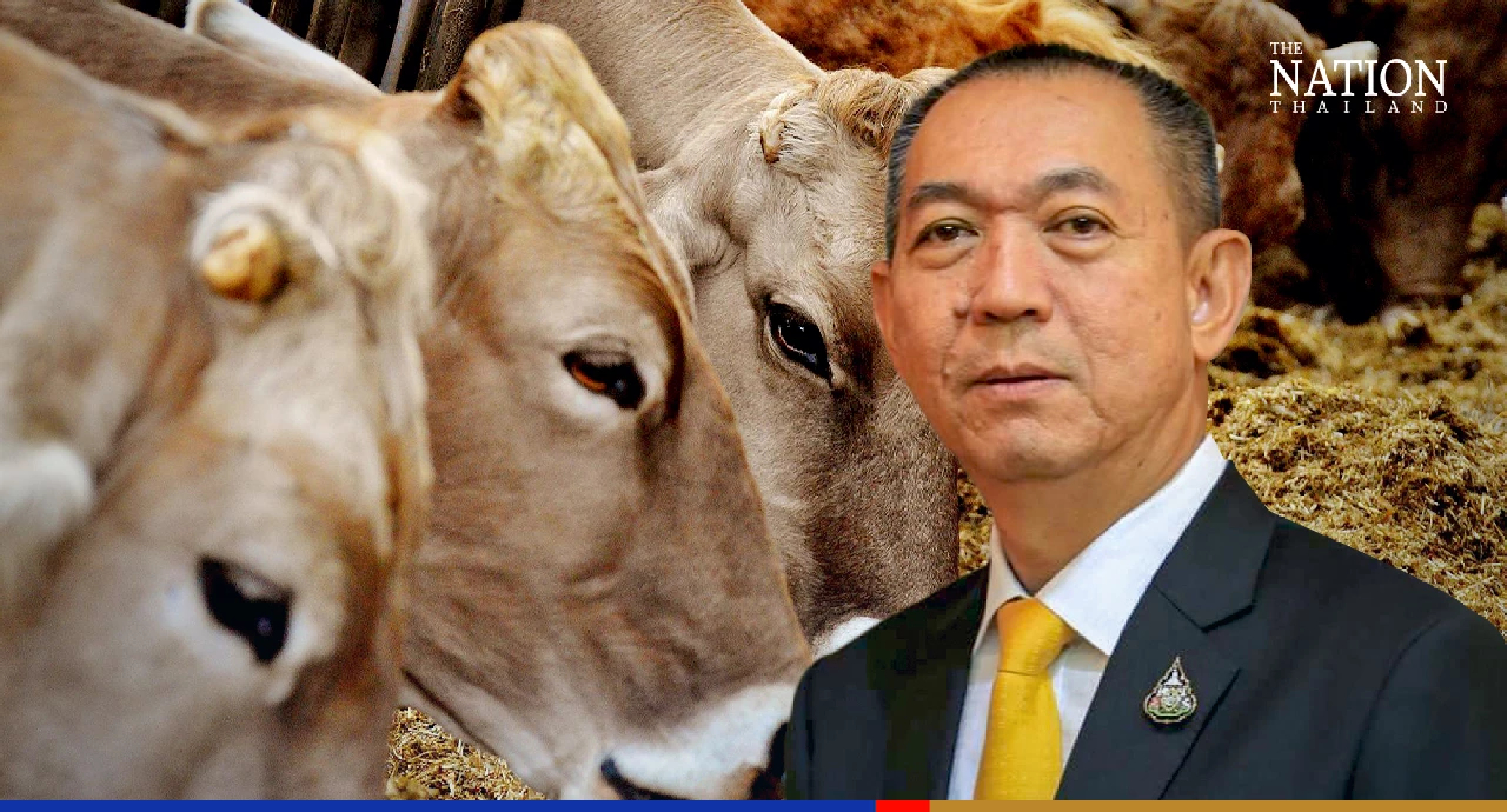 LSD cattle disease cases decrease sharply this year