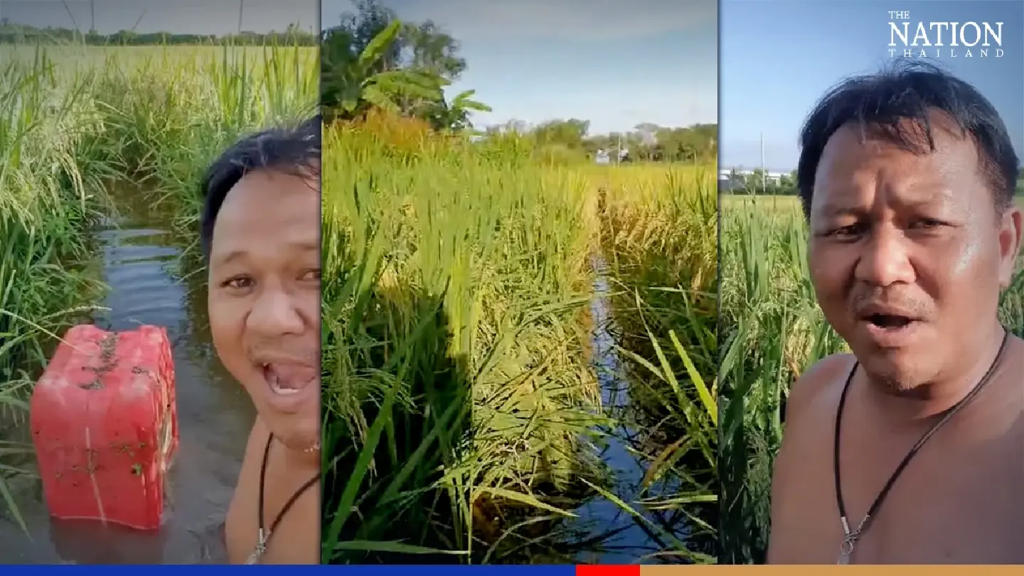 Bangkok rice farmer furious with BMA for ‘flooding’ his field Bangkok rice farmer furious with BMA for ‘flooding’ his field