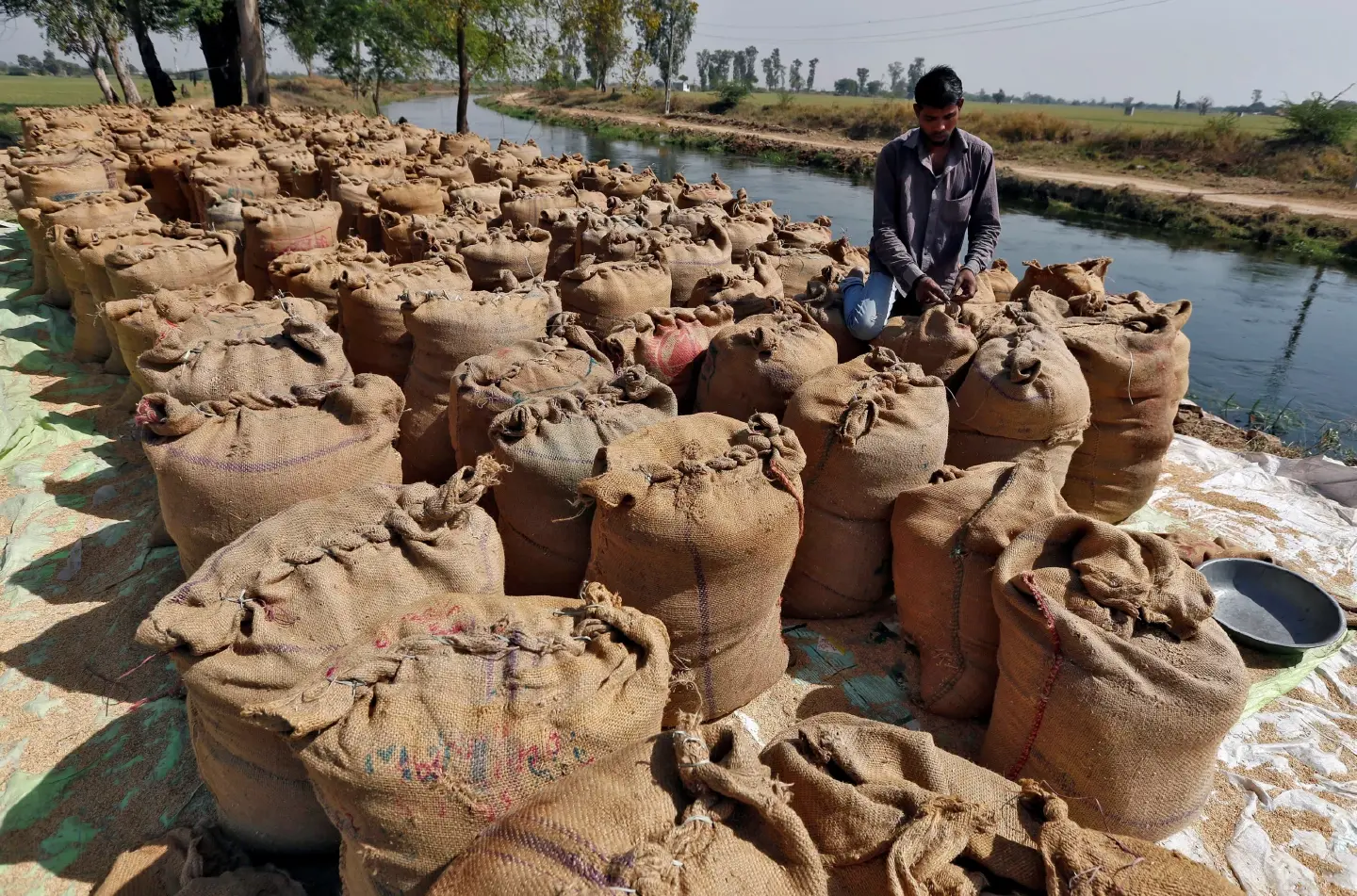 Vietnamese rice exporters expect higher prices