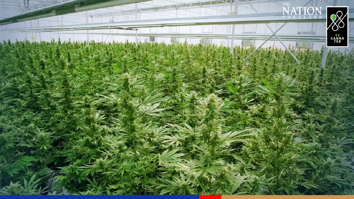 Pioneering Thai medical cannabis, hemp company nurtures global ambitions
