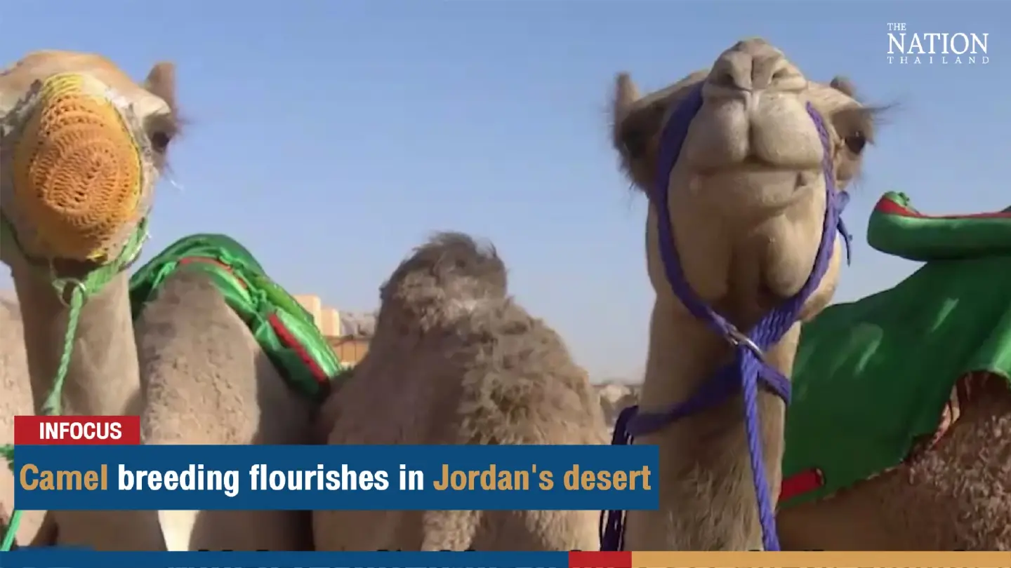 Camel breeding flourishes in Jordan's desert | The Nation