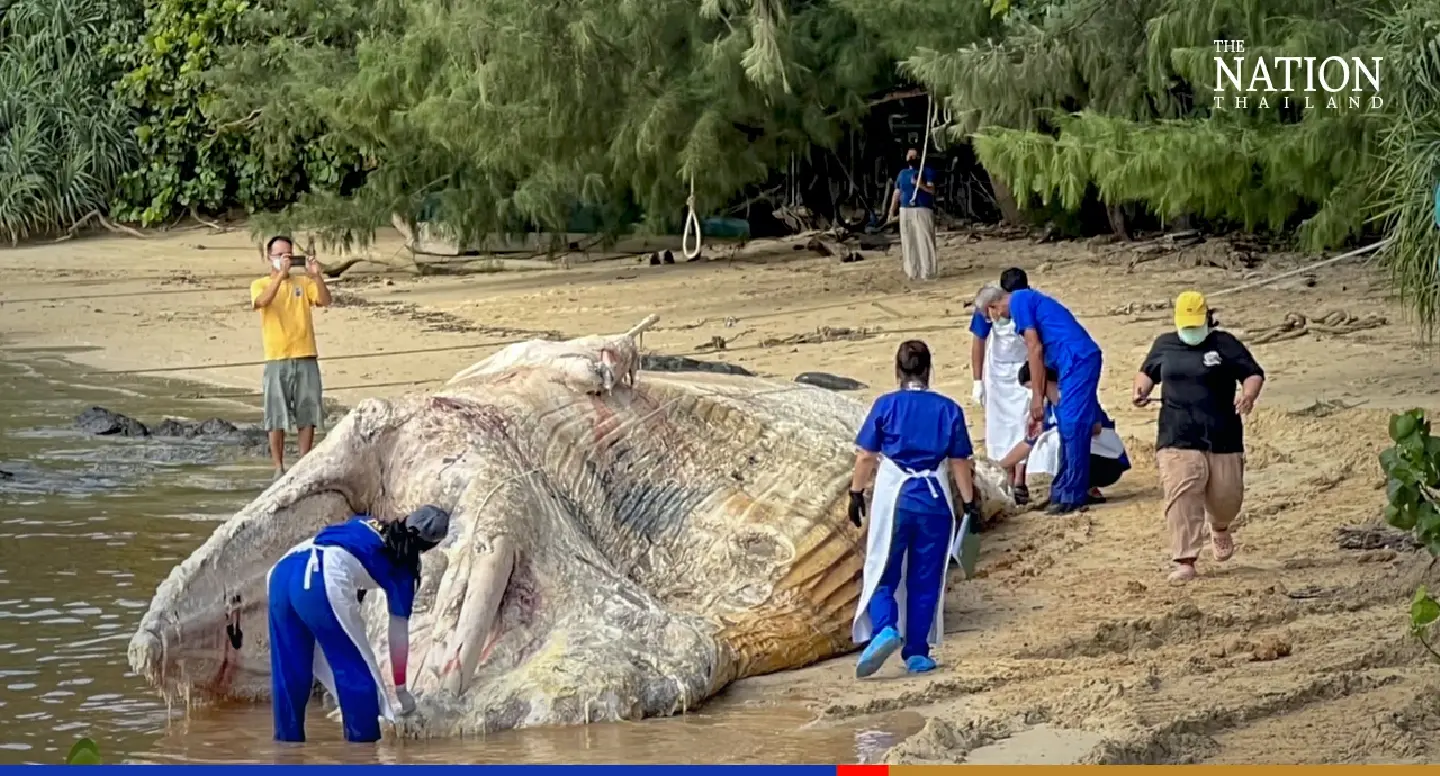 Autopsy reveals plastic cup inside Phuket's dead Bruda whale