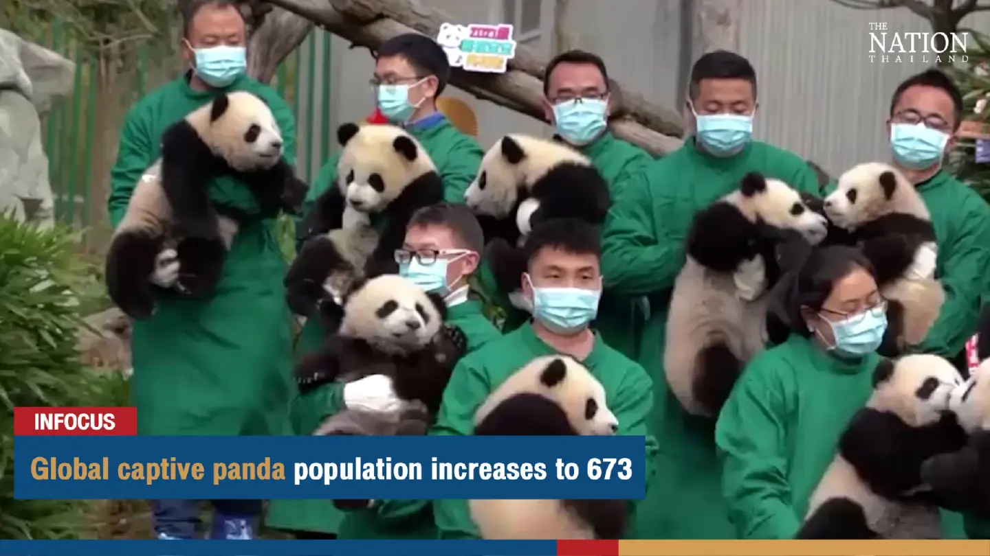 Global captive panda population increases to 673