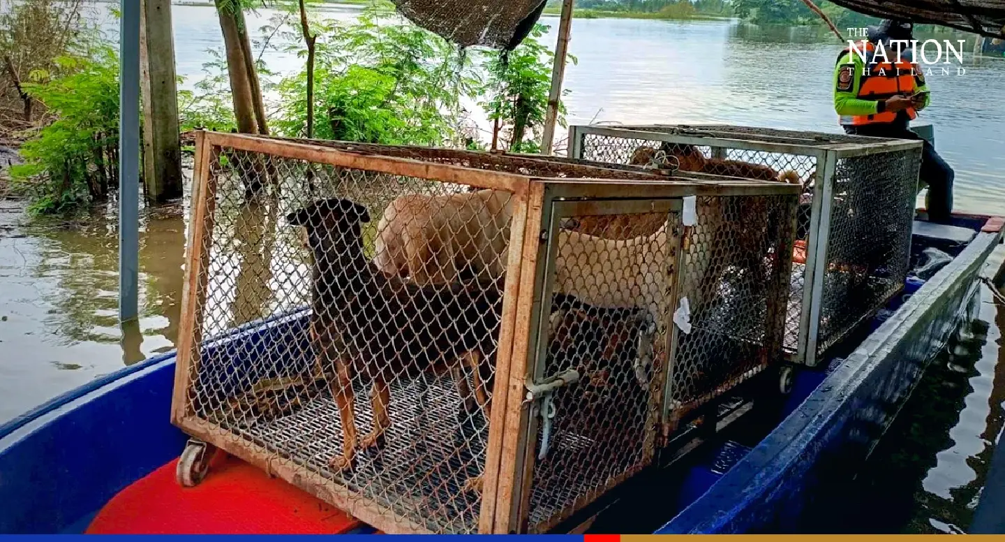Rescuers pluck 148 furry flood victims to safety in central Thailand Rescuers pluck 148 furry flood victims to safety in central Thailand