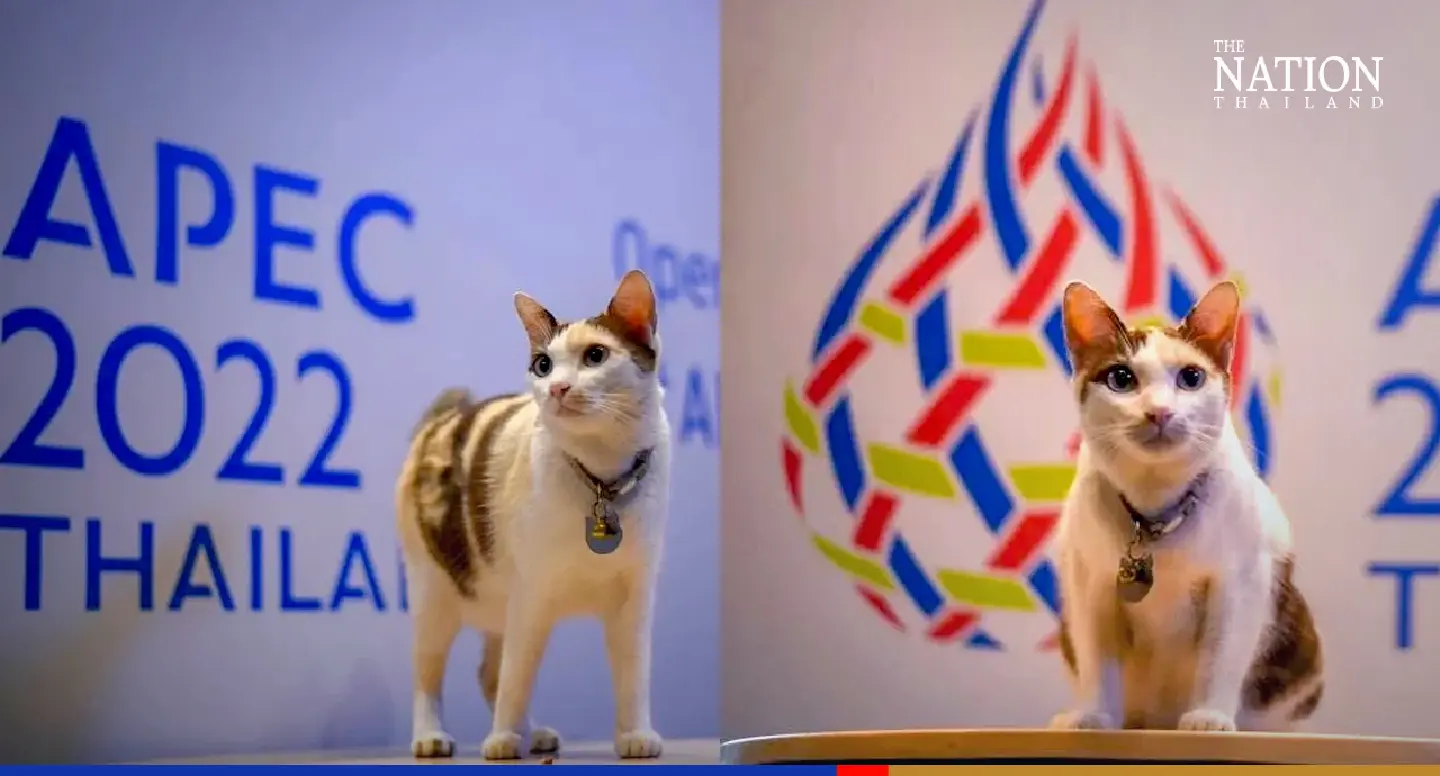 Meet Nuan, the friendly feline adding the feel-good factor to Apec 2022