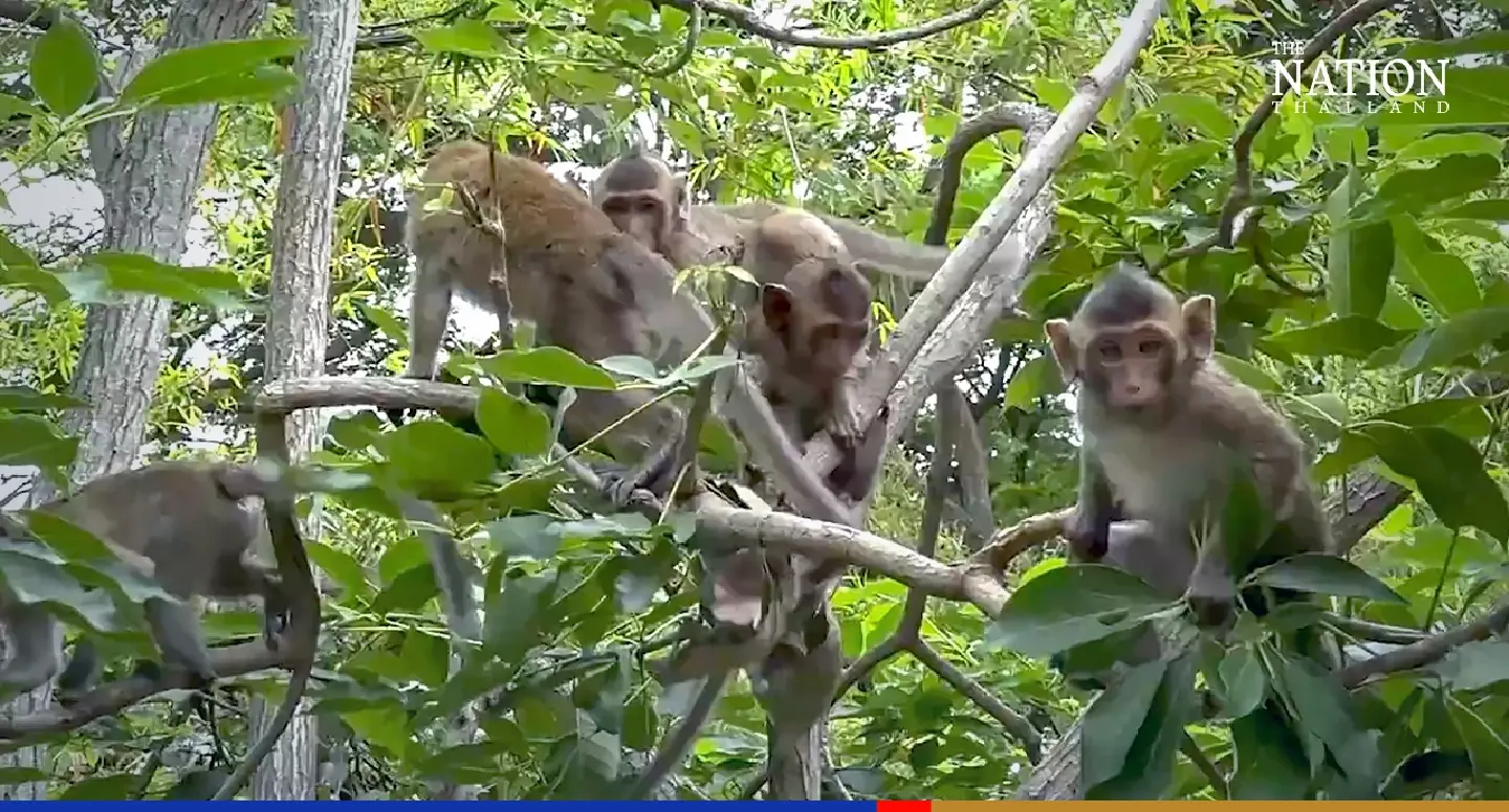 Starving Ayutthaya monkeys invade homes after months of flooding