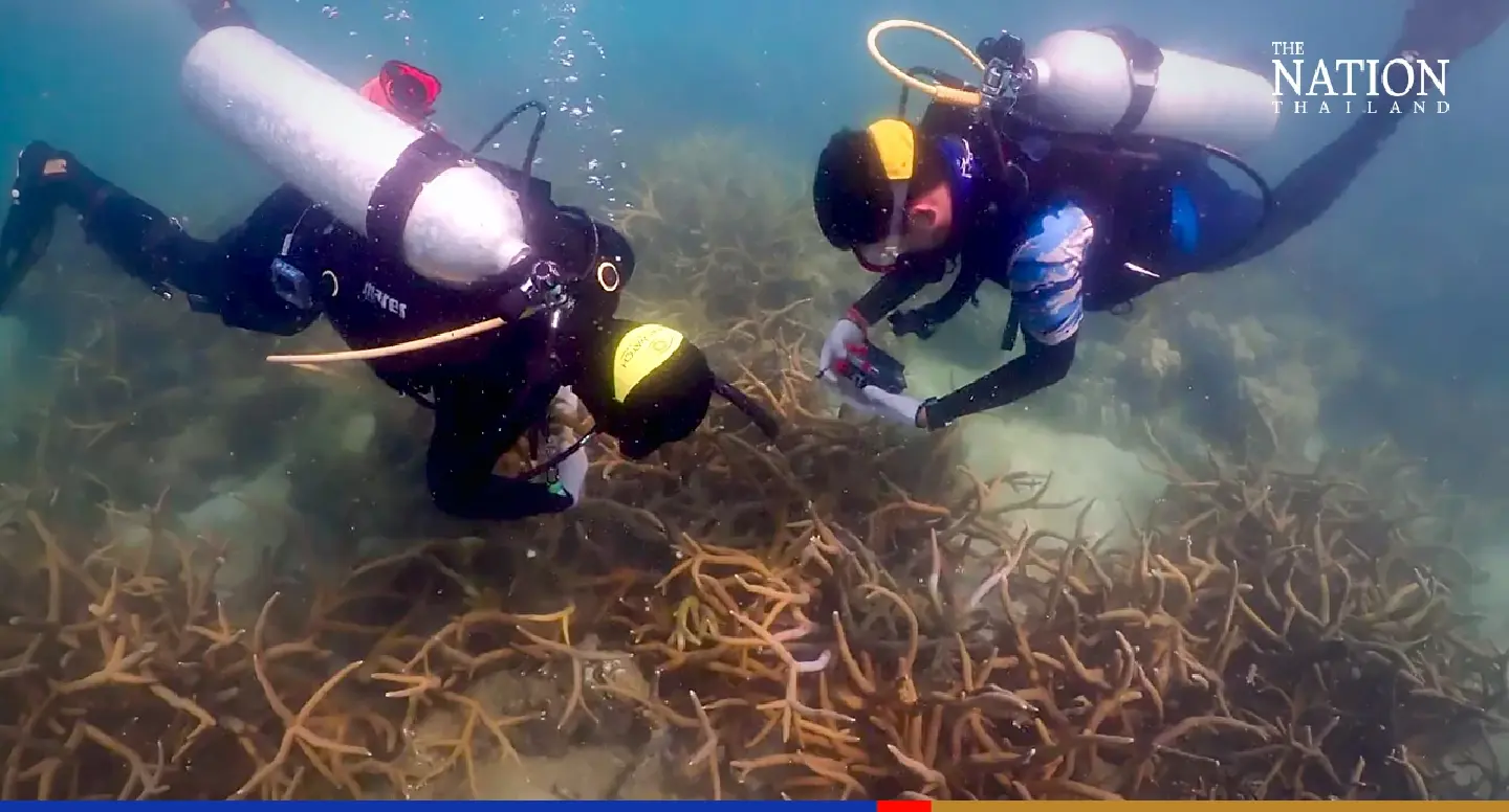 Corals around Mu Koh Samersarn hit by yellow-band disease Corals around Mu Koh Samersarn hit by yellow-band disease