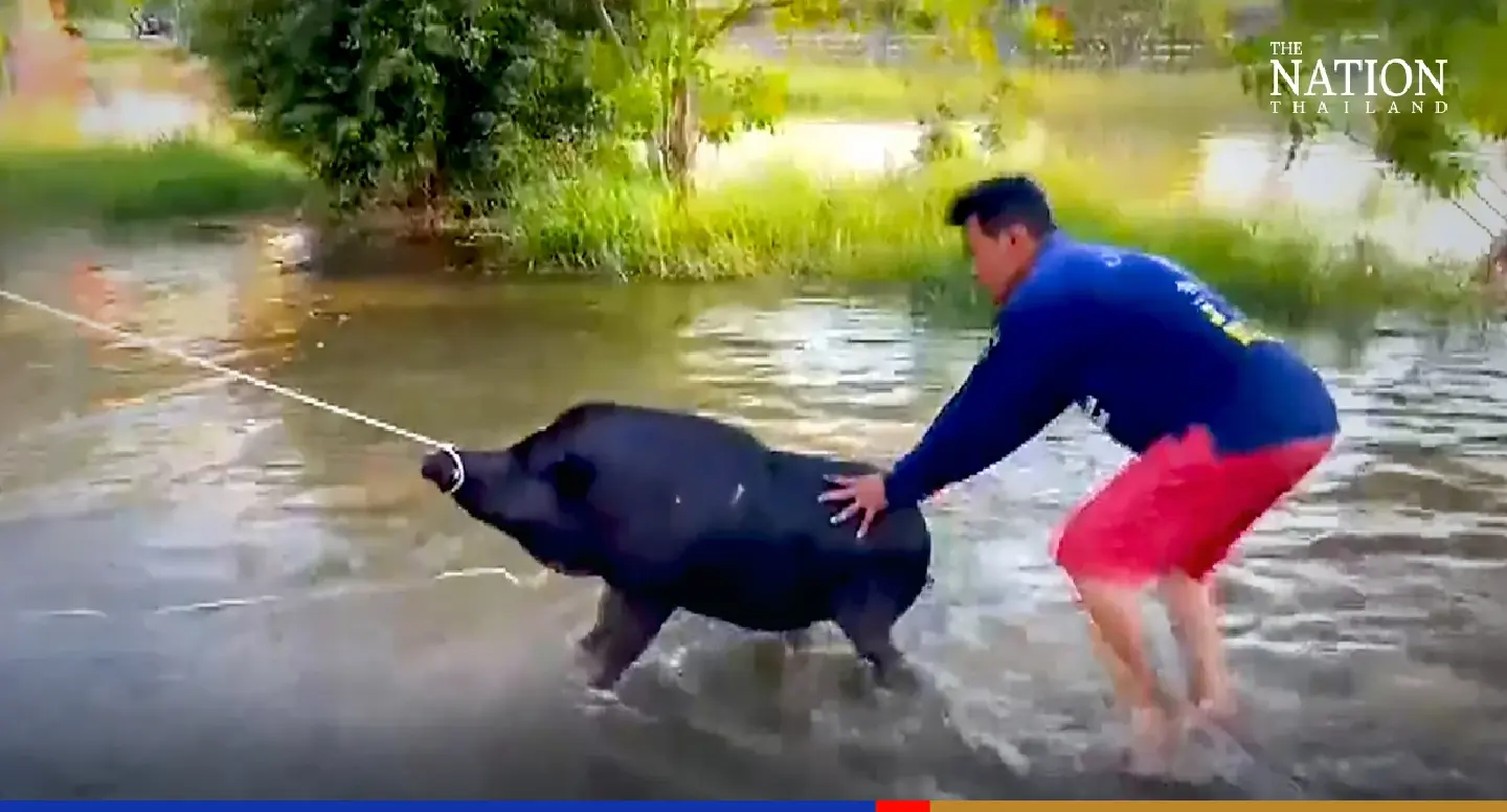 Volunteers rescue 50 wild boars from flooded Ang Thong temple Volunteers rescue 50 wild boars from flooded Ang Thong temple