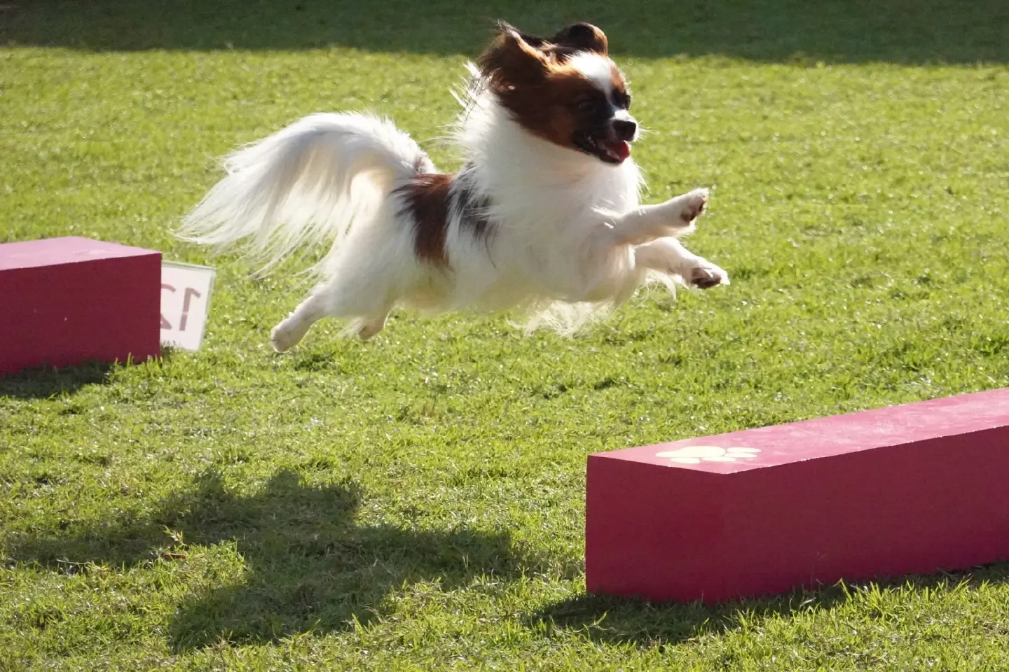Megabangna unleashes four-legged fun with ‘School of Pets’ Megabangna unleashes four-legged fun with ‘School of Pets’