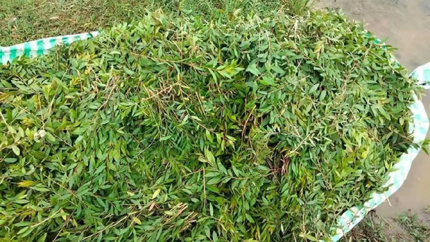Growing of Prachak trees emerging as an alternative to rice in some Cambodian villages Growing of Prachak trees emerging as an alternative to rice in some Cambodian villages