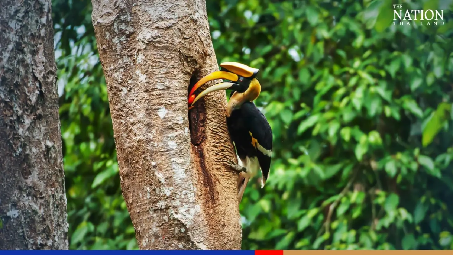 Lampang national park gets 2 great hornbills in bid to repopulate North Lampang national park gets 2 great hornbills in bid to repopulate North