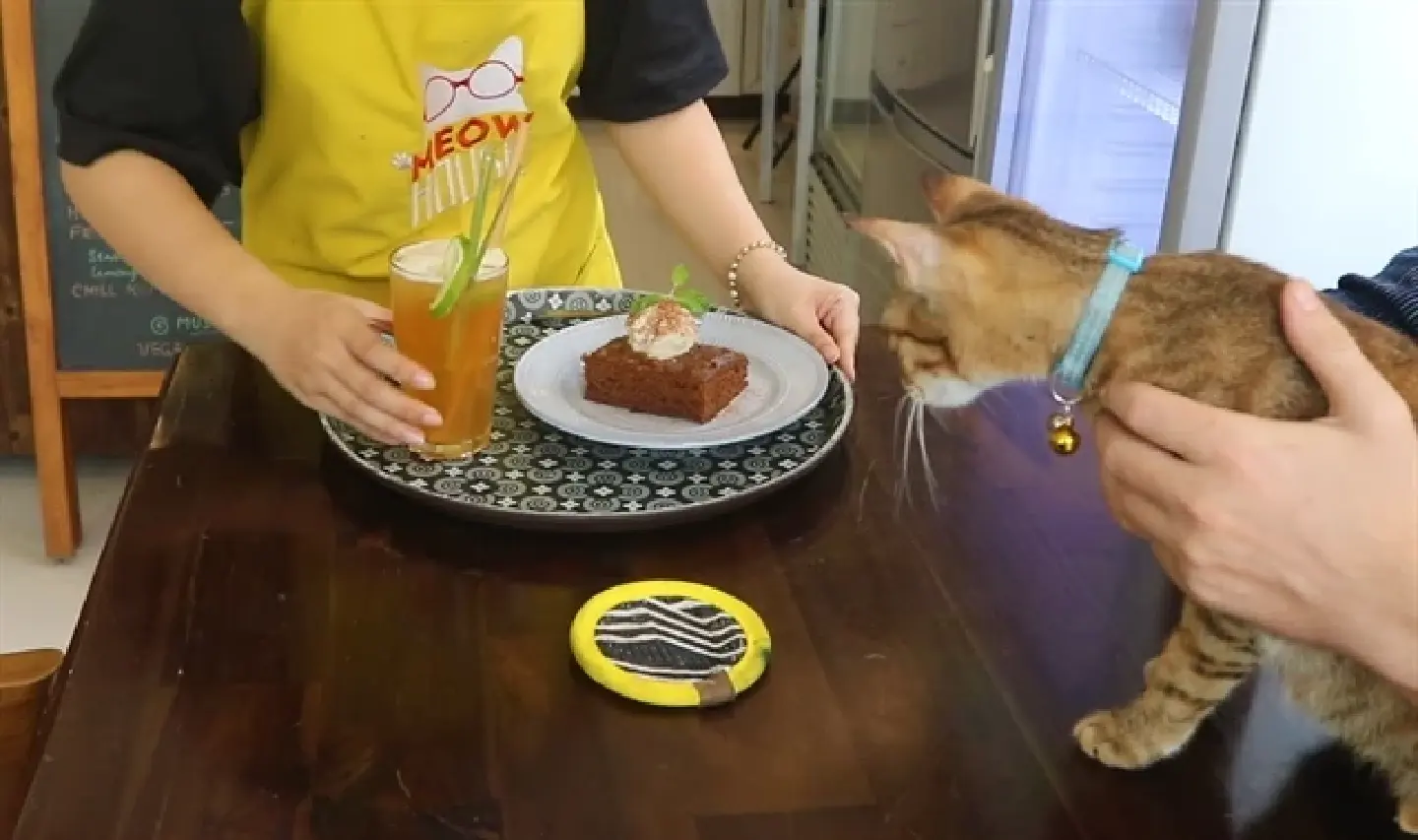A cafe in Vietnamese city is a home to stray cats and helps with adopting the pets