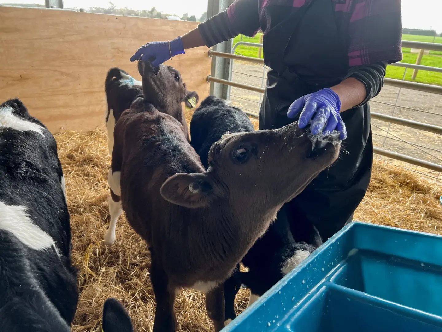 New Zealand cattle fed ‘Kowbucha’ to reduce climate-destroying methane burps