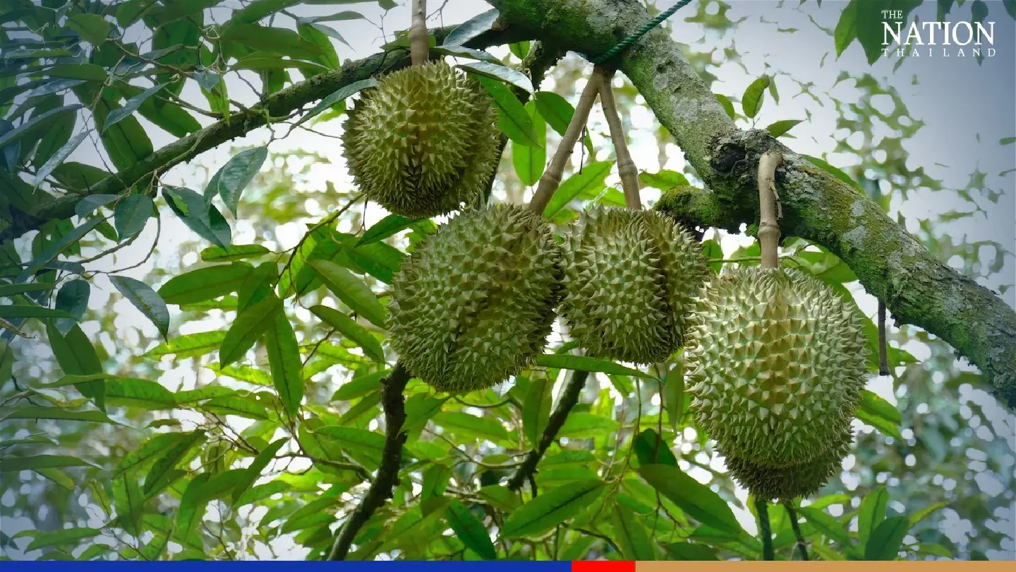 China's durian market threatens to become less juicy for Thai exporters