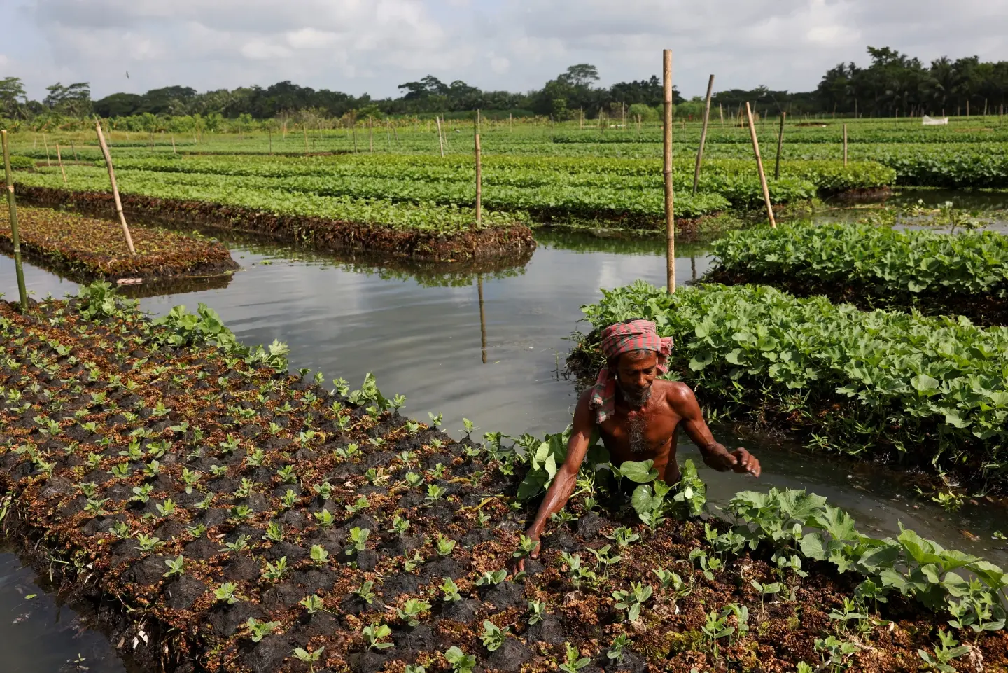As seas and rivers rise, Bangladesh farmers revive old practice of floating raft farms As seas and rivers rise, Bangladesh farmers revive old practice of floating raft farms