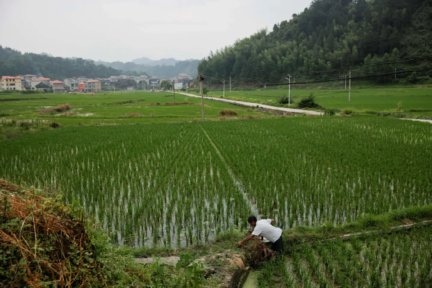 Need for rapid reform of agri-food systems in Asia Pacific: FAO Need for rapid reform of agri-food systems in Asia Pacific: FAO