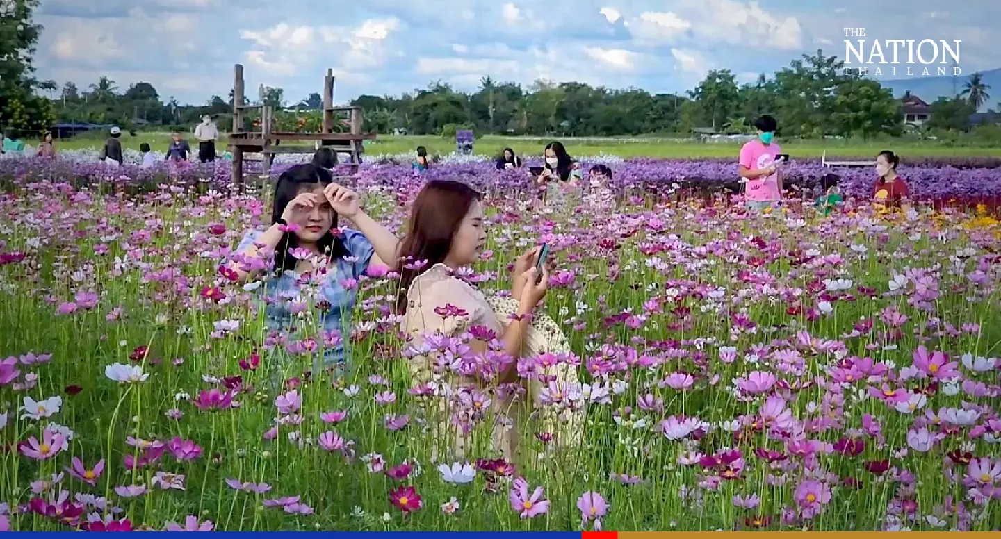 Chiang Mai’s flower power gets tourists buzzing