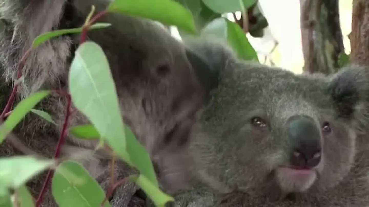 Australia earmarks 30% of its land mass to protect endangered flora and fauna