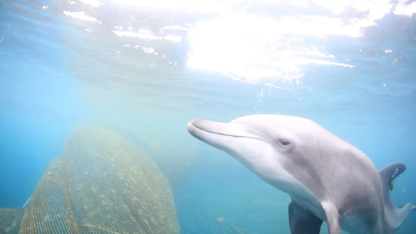 South Korea's Bibong the bottlenose dolphin sees freedom after 17 years South Korea's Bibong the bottlenose dolphin sees freedom after 17 years