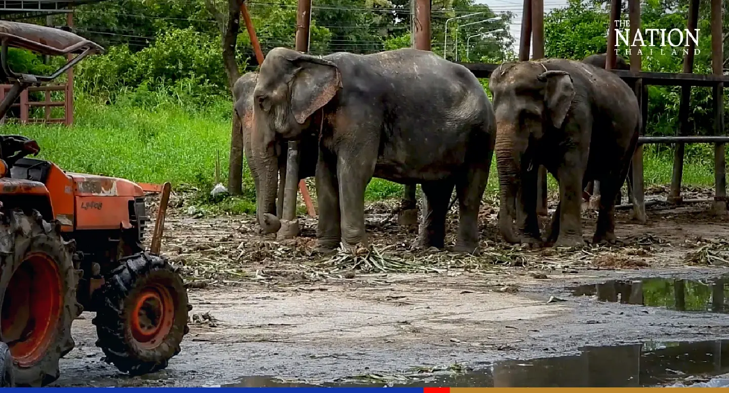 100 elephants in Ayutthaya camp may be evacuated as Lopburi River overflows