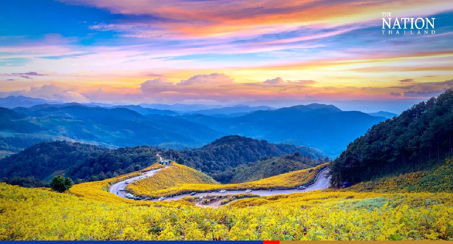 Blooming marigolds cover fields with sunshine yellow in Mae Hong Son