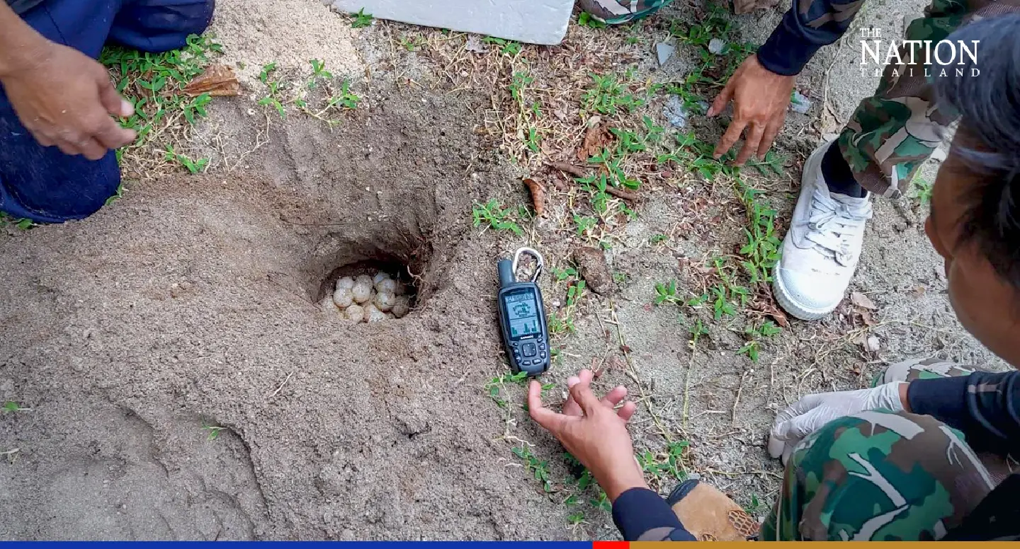 Egg discovery scotches fear that turtles have abandoned Ao Siam National Park Egg discovery scotches fear that turtles have abandoned Ao Siam National Park