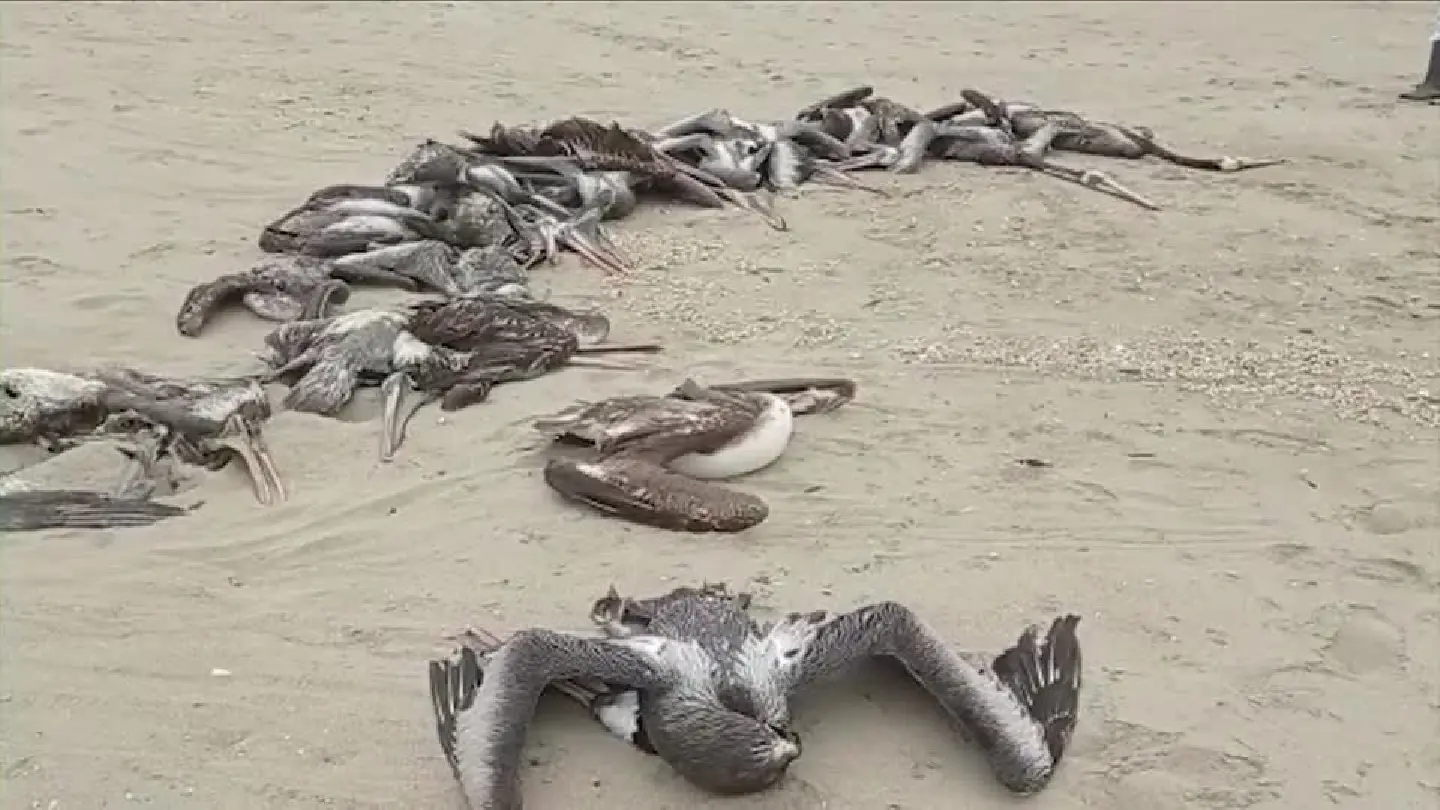 Thousands of pelicans die in Peru after bird flu outbreak Thousands of pelicans die in Peru after bird flu outbreak