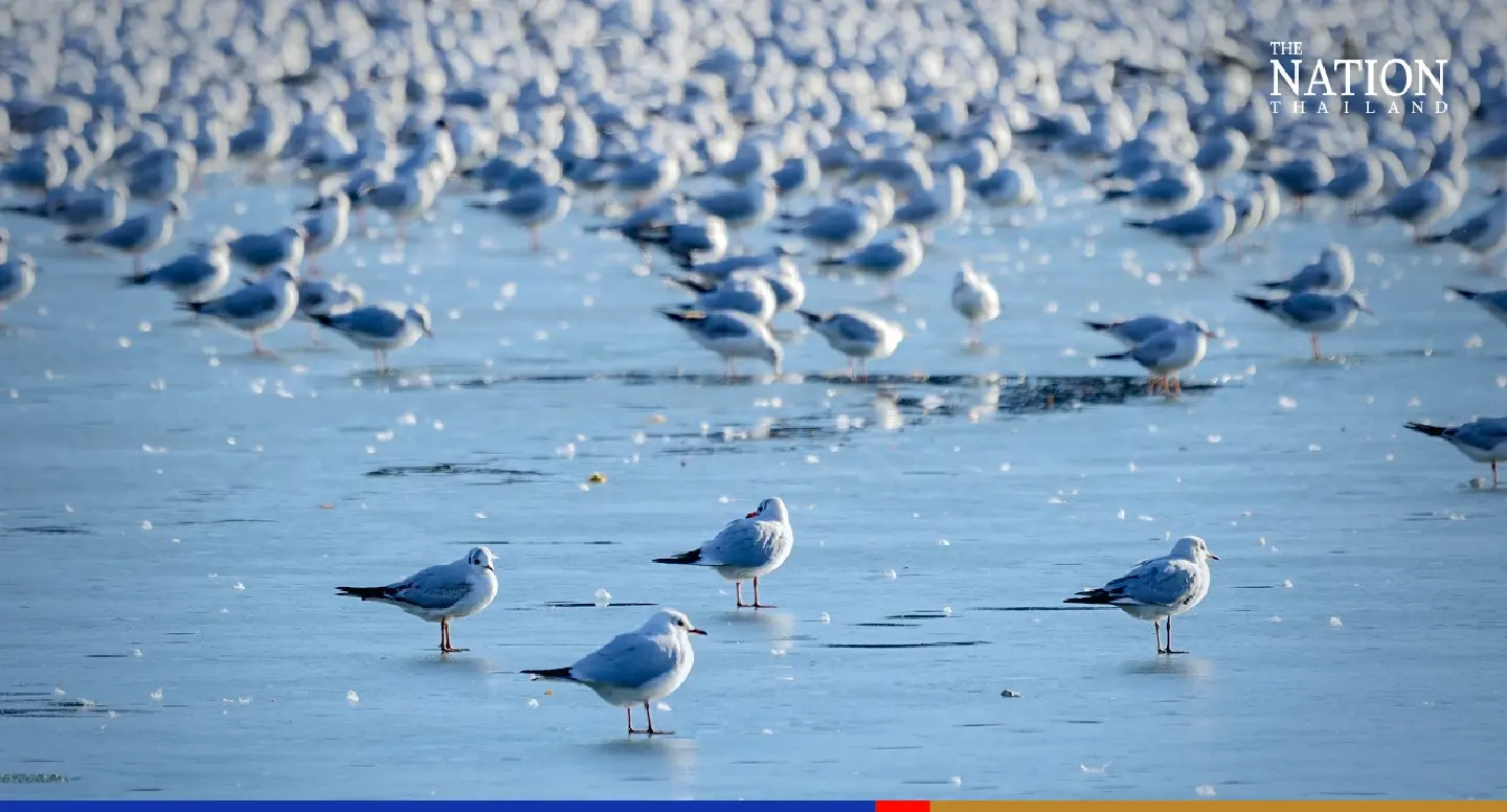 Seagulls descend on Don Hoi Lot for first time, prove a tourist magnet Seagulls descend on Don Hoi Lot for first time, prove a tourist magnet