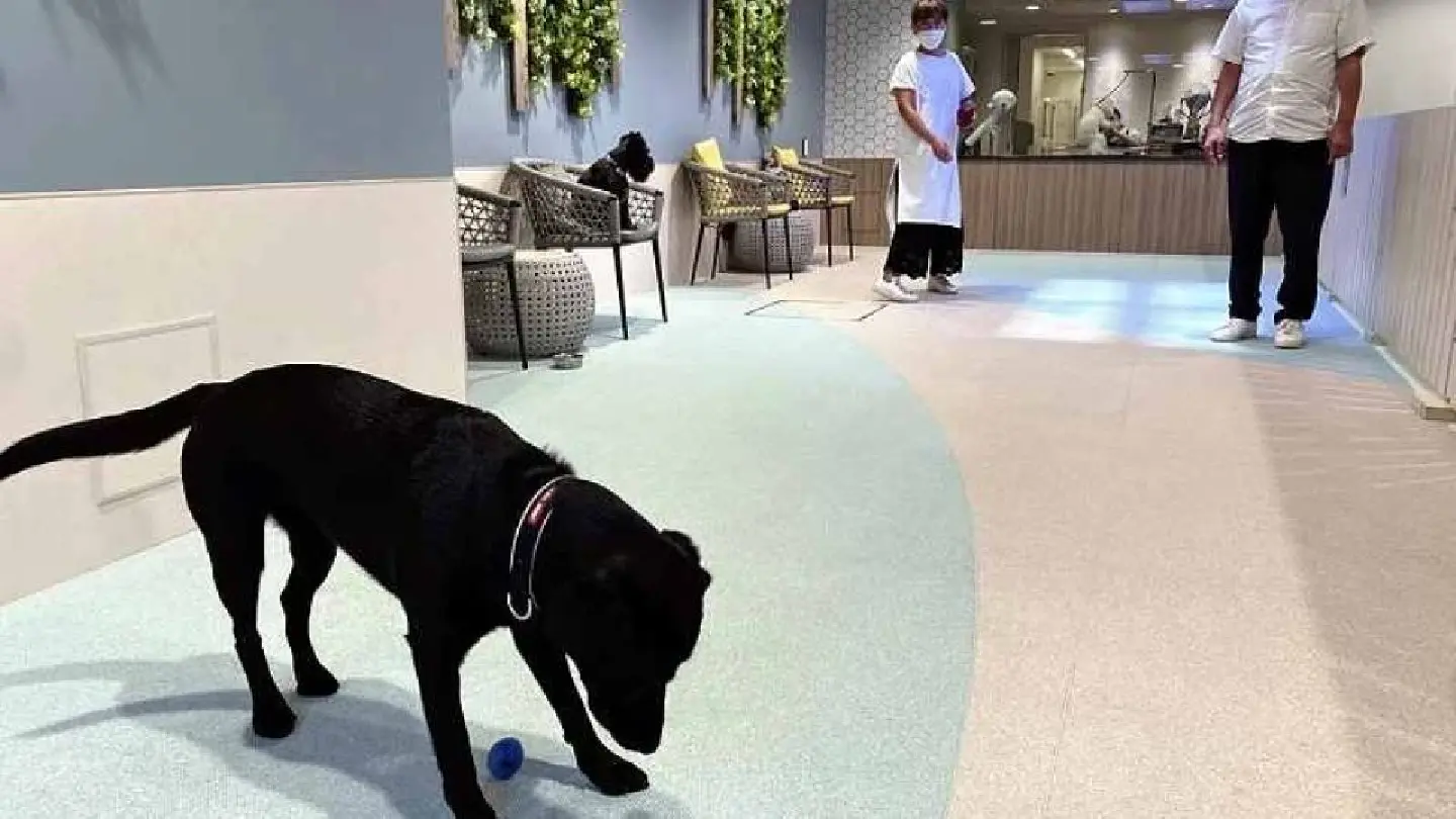 Hotels in Japan now designed to cater to guests’ specific interests