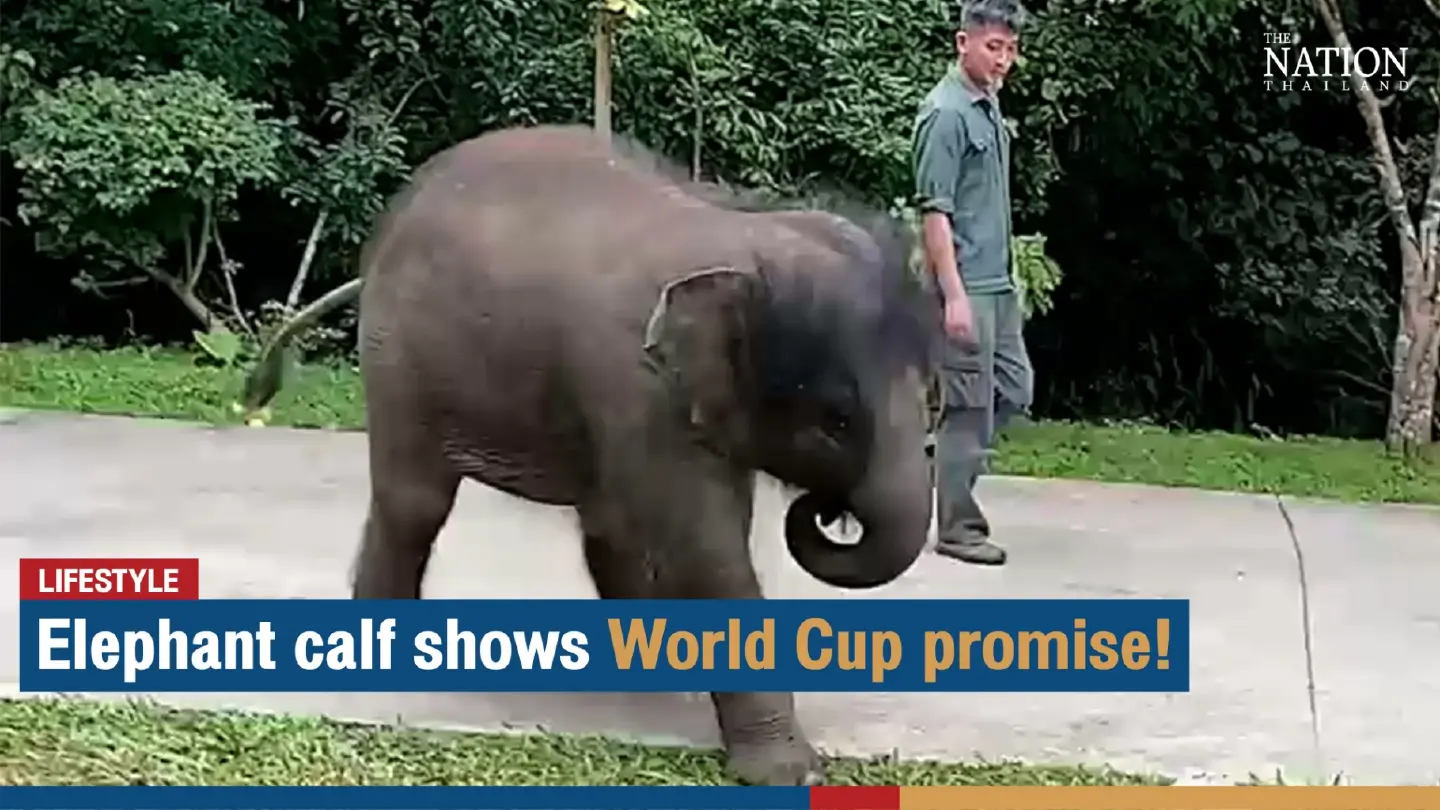 Elephant calf shows World Cup promise! | The Nation