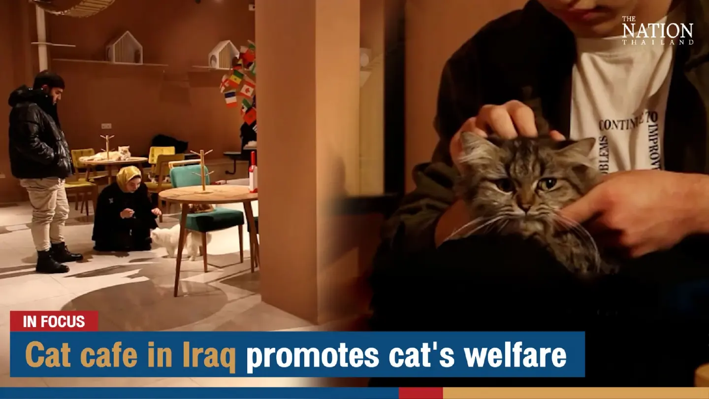 Cat cafe in Iraq promotes cat's welfare