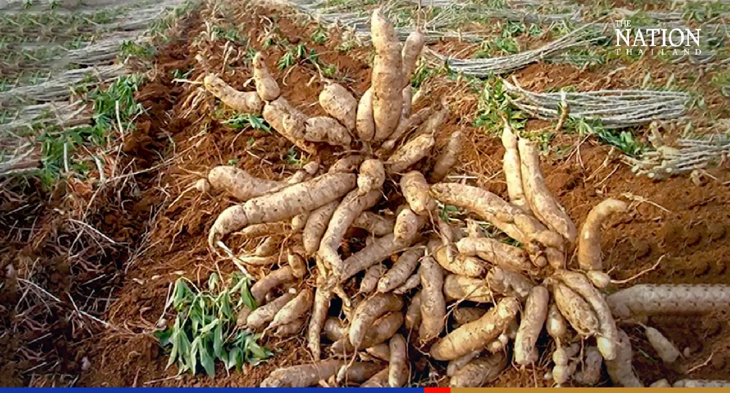 Surging animal feed prices a blessing in disguise for Thai cassava growers Surging animal feed prices a blessing in disguise for Thai cassava growers