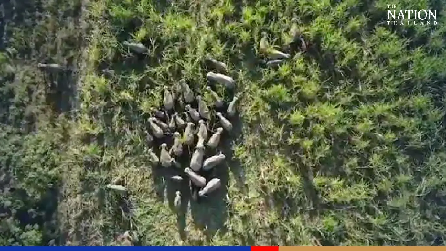Elephant buffet over: Farmers usher wild herd back to Chachoengsao sanctuary