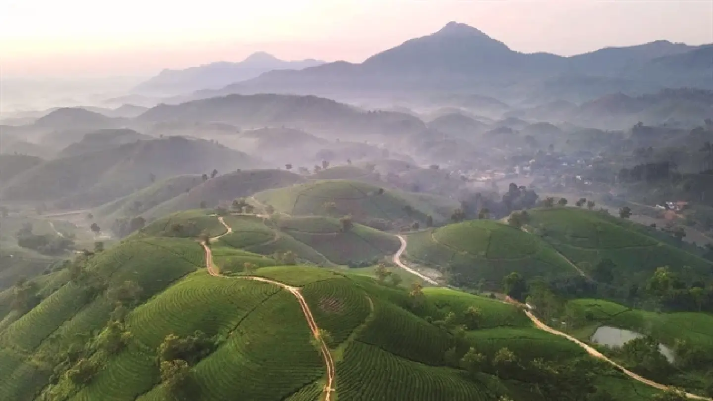 Discover the hidden splendour of the Long Coc tea valley Discover the hidden splendour of the Long Coc tea valley