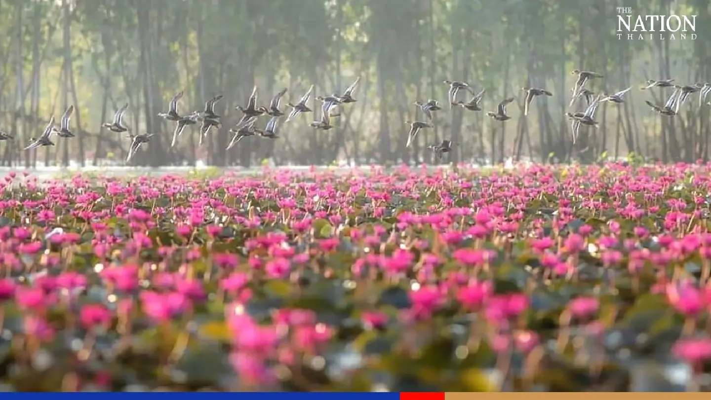 Tourists flock to Bueng Boraphet to catch a sea of beautiful lotuses