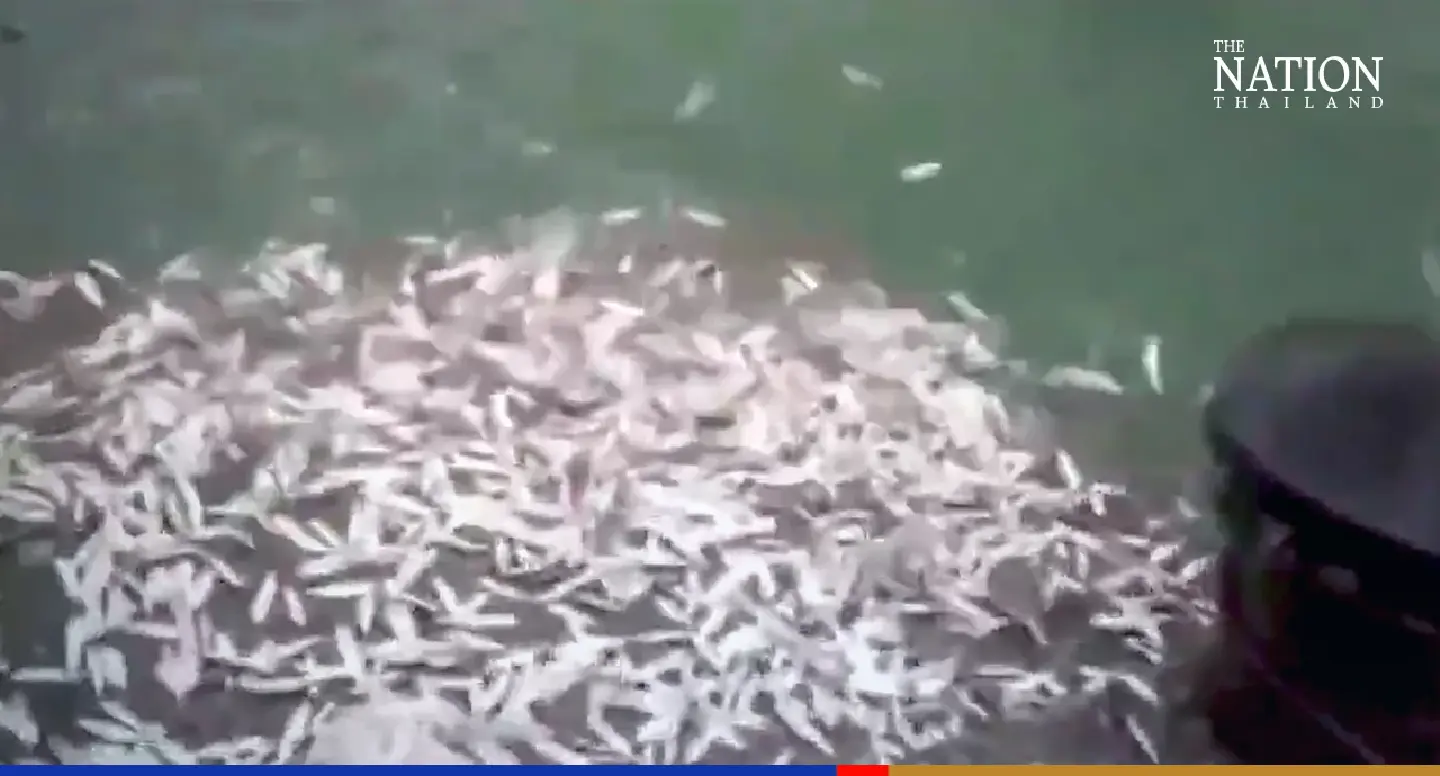 Tourists dazzled by sight of thousands of jumping fish on a Krabi island