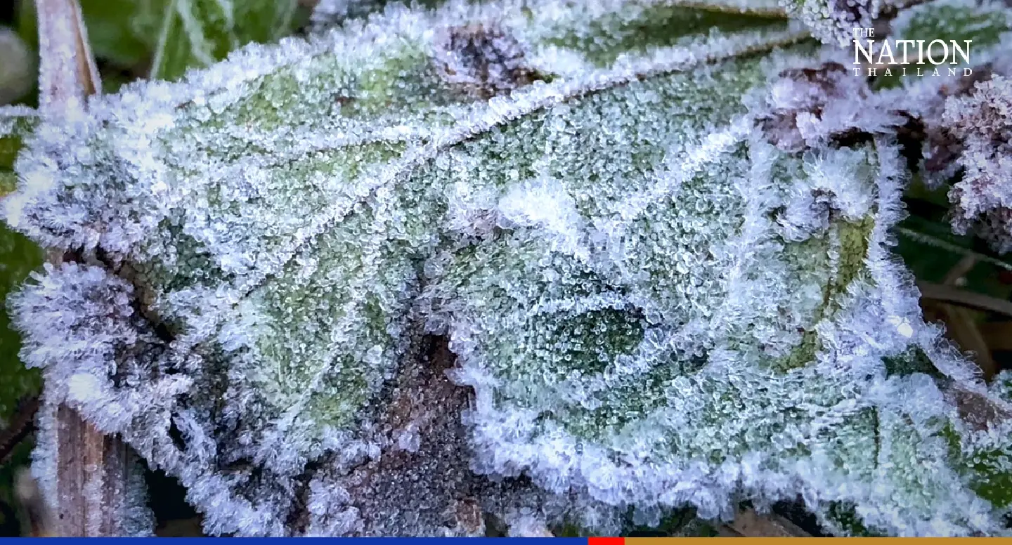 Doi Inthanon sees frozen dew for third day as temperature drops to 3 degree